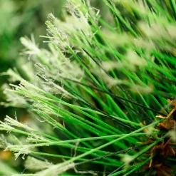 Kingston Cashmere Mixed Pine Artificial Commercial Christmas Garland - 50' x 14